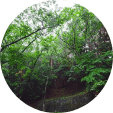 Miyawaki Forest